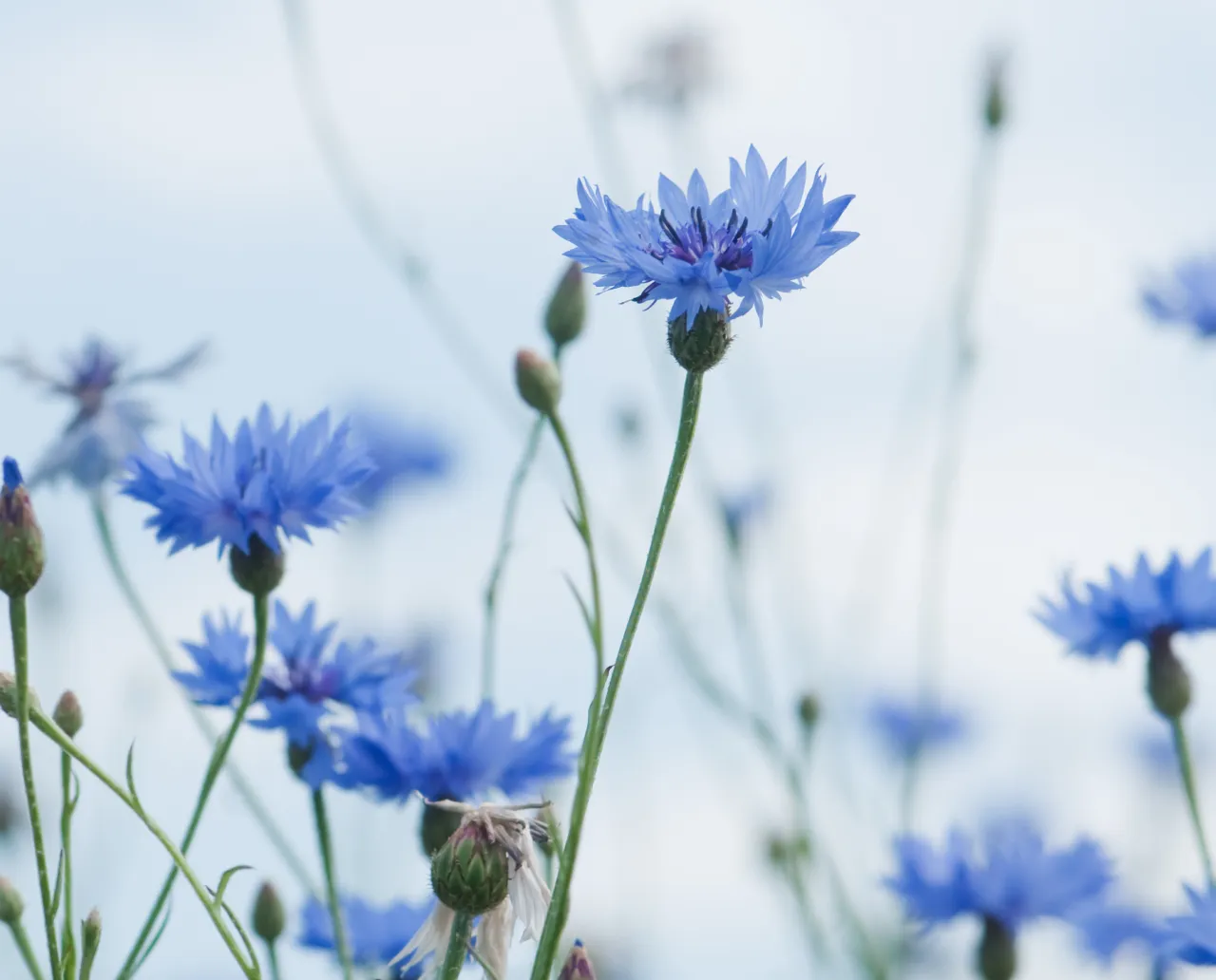 Cornflower Blue – Blue Ribbon – Royal Blue – Electric Violet – Blue Color  scheme