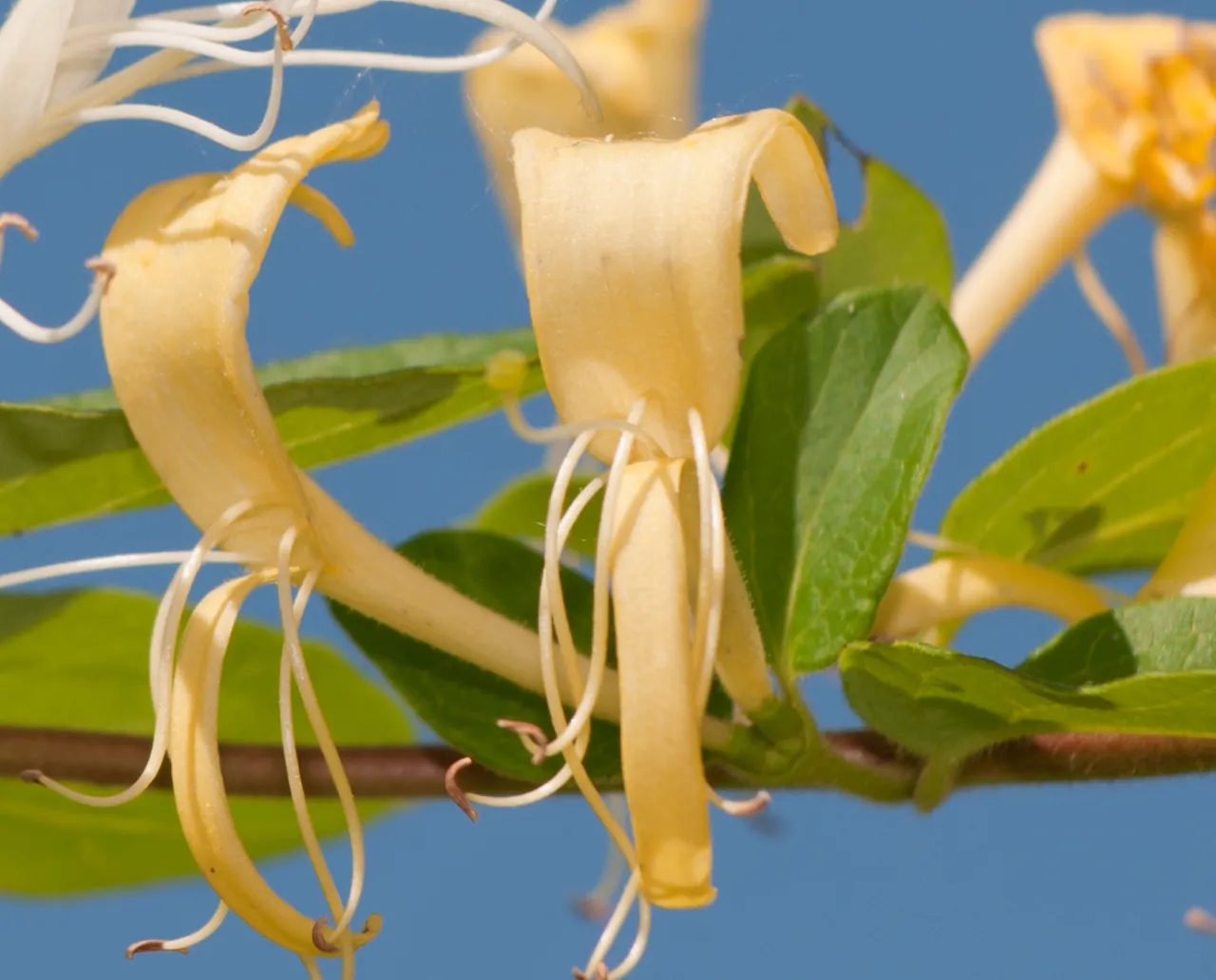 Honeysuckle RGB, CMYK, HEX Color Codes and Color Meaning